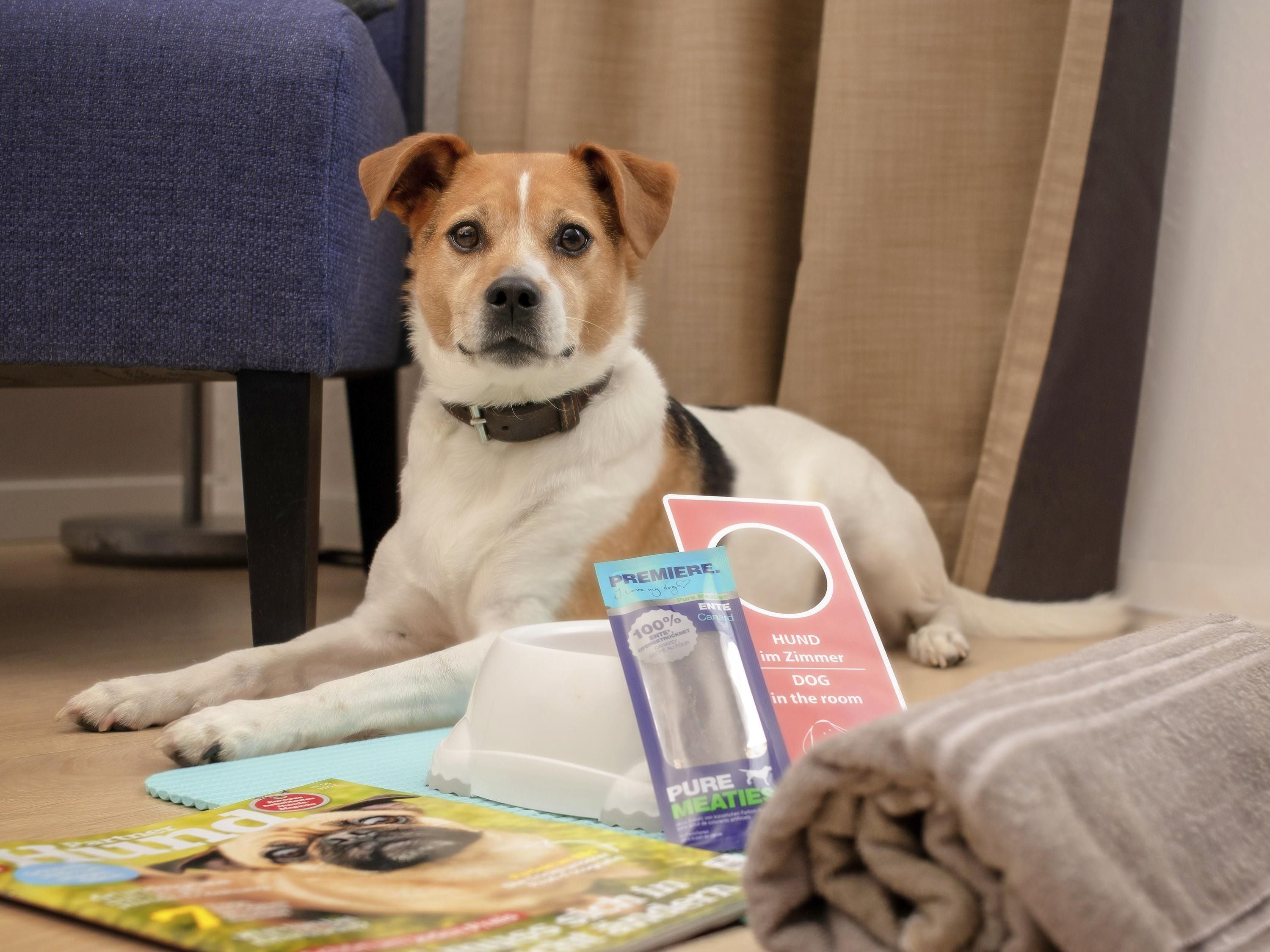 Een hond ligt op een tapijt met een tijdschrift, een fles en een kaart op de vloer.