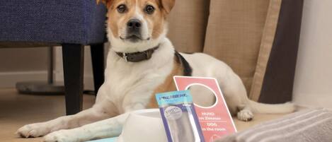 A dog lying on a carpet with a magazine, a bottle, and a card on the floor.