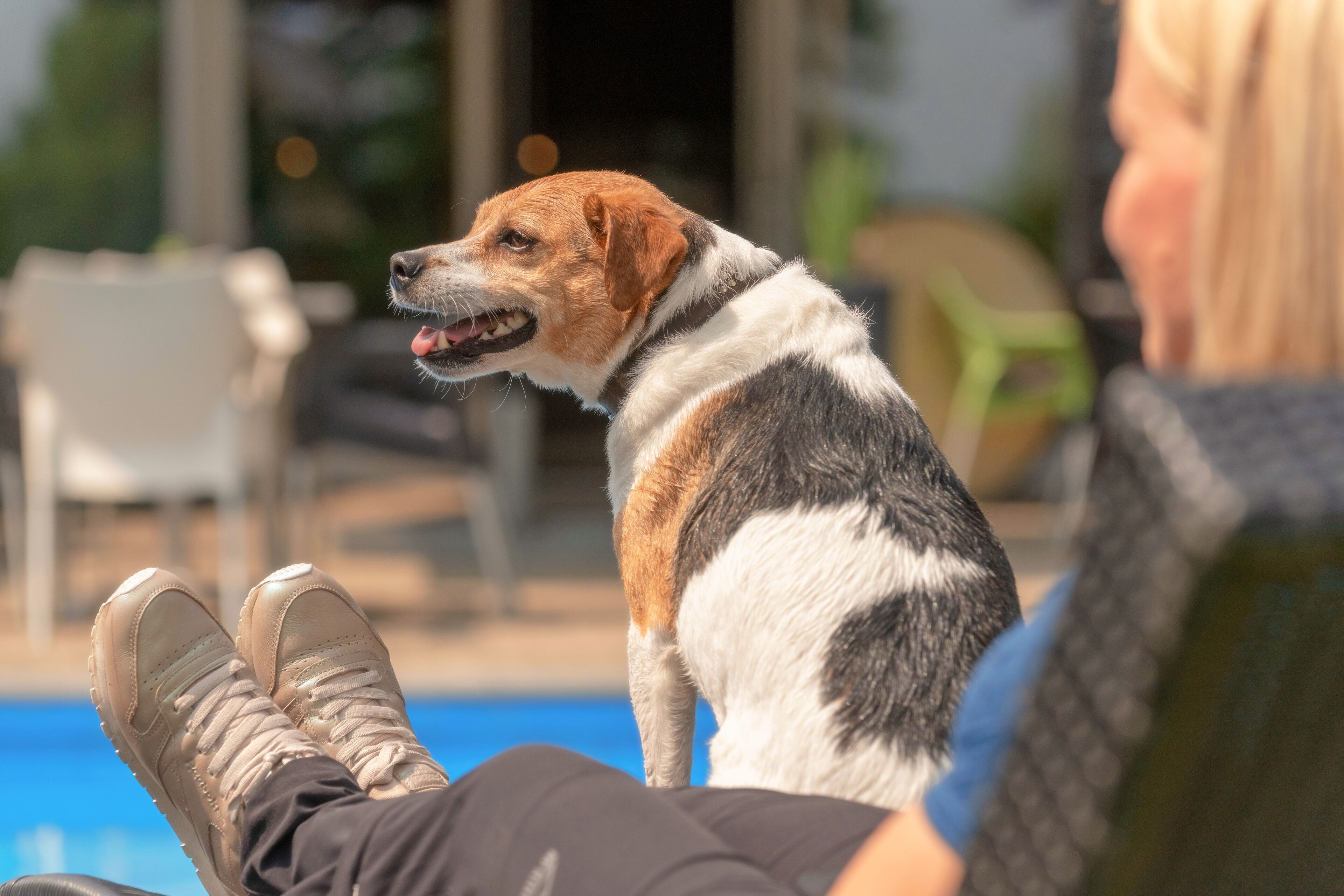 A dog sitting on a chair by a poolside.