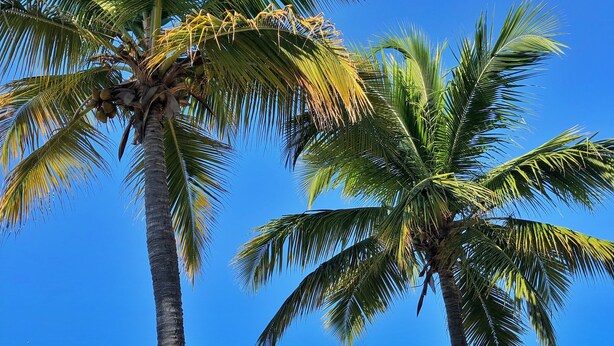 A beachside hut with a thatched roof, a hammock, and a view of the sea. - Copamarina Beach Resort & Spa (Guanica)