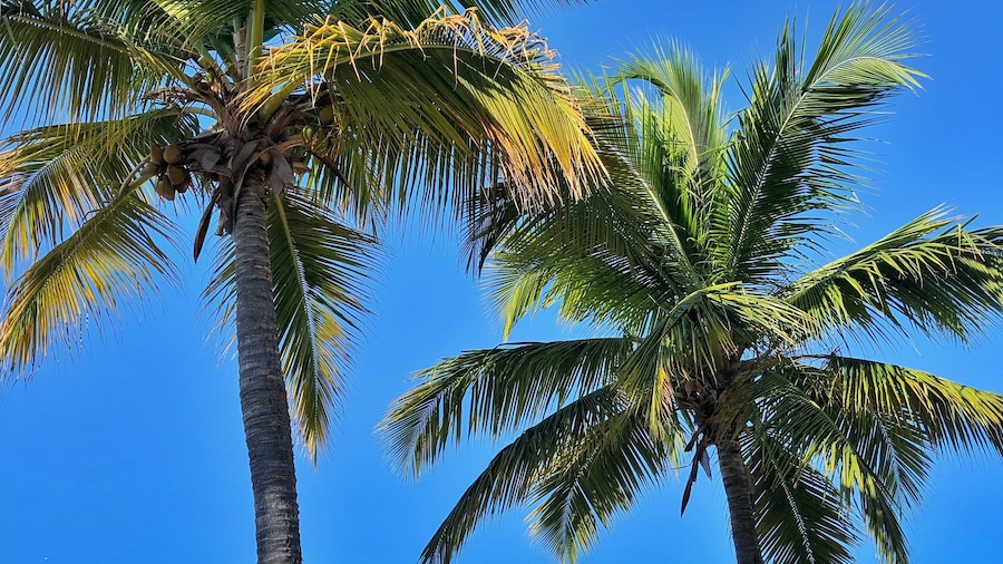 Copamarina Beach Resort & Spa