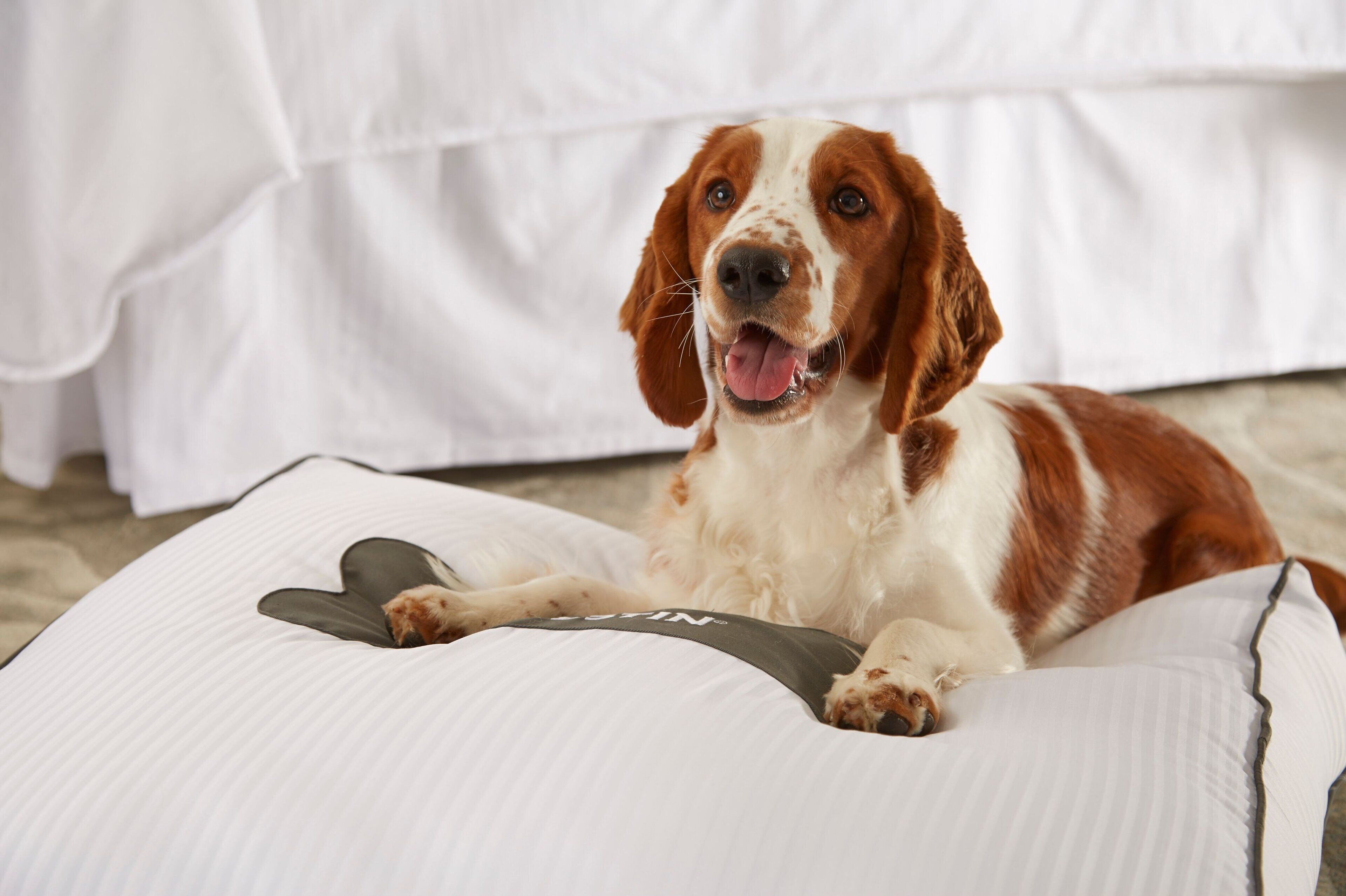 A dog lying on a white pet bed with a bone-shaped pillow.