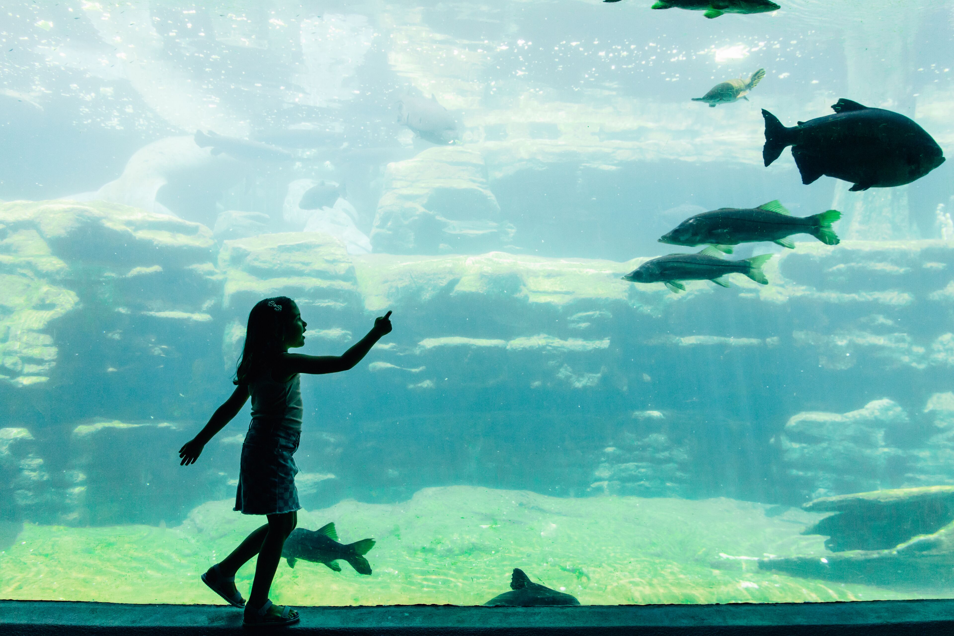 Eine Person geht in der Nähe eines Aquariums, in dem verschiedene Fische schwimmen.