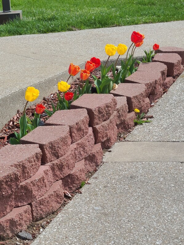Stroll through the beautifully maintained garden, featuring vibrant tulips in a stepped brick planter arrangement.