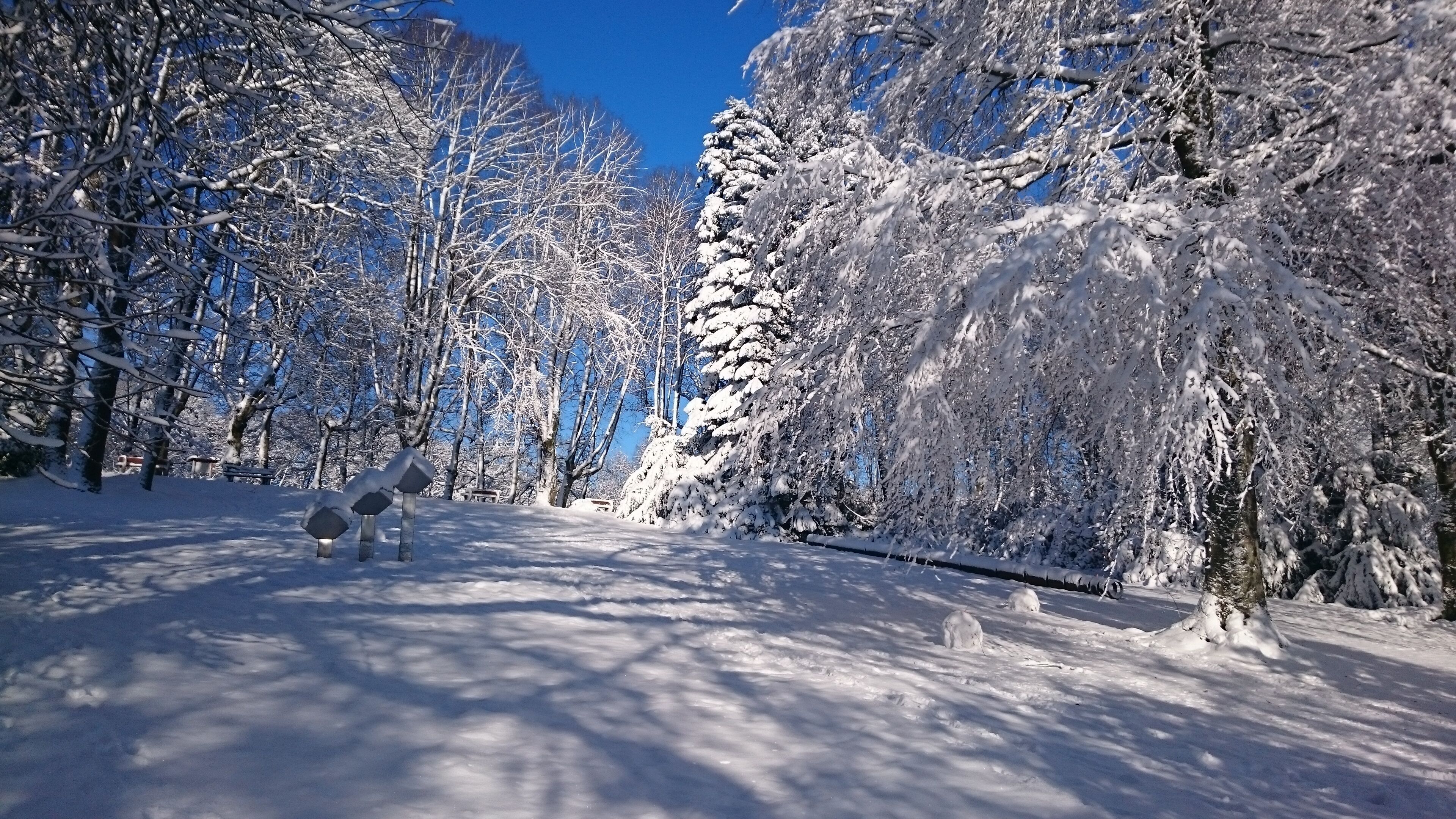 A snow-covered forest path with benches and a clear blue sky.