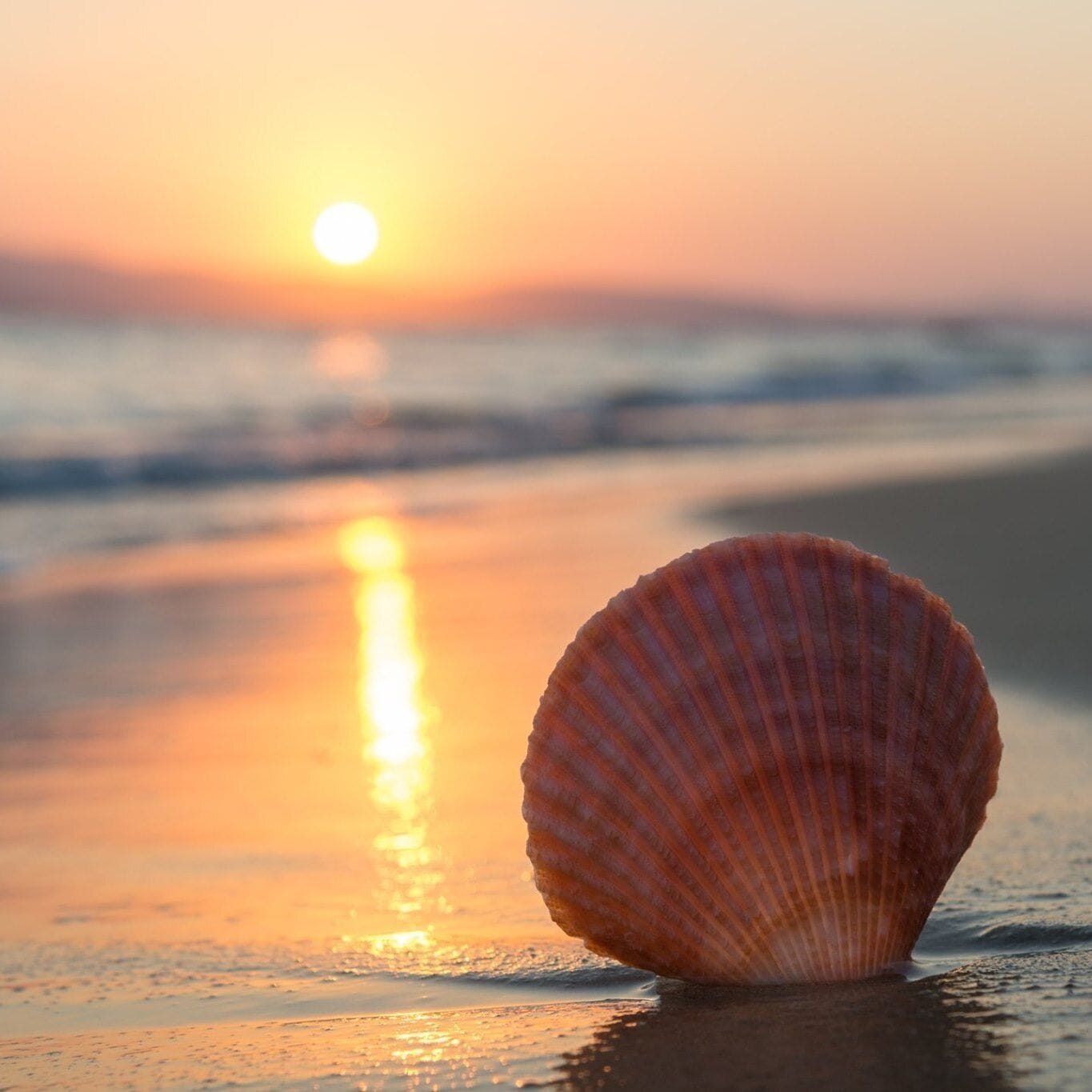 Une seule coquille sur une plage, au coucher du soleil.