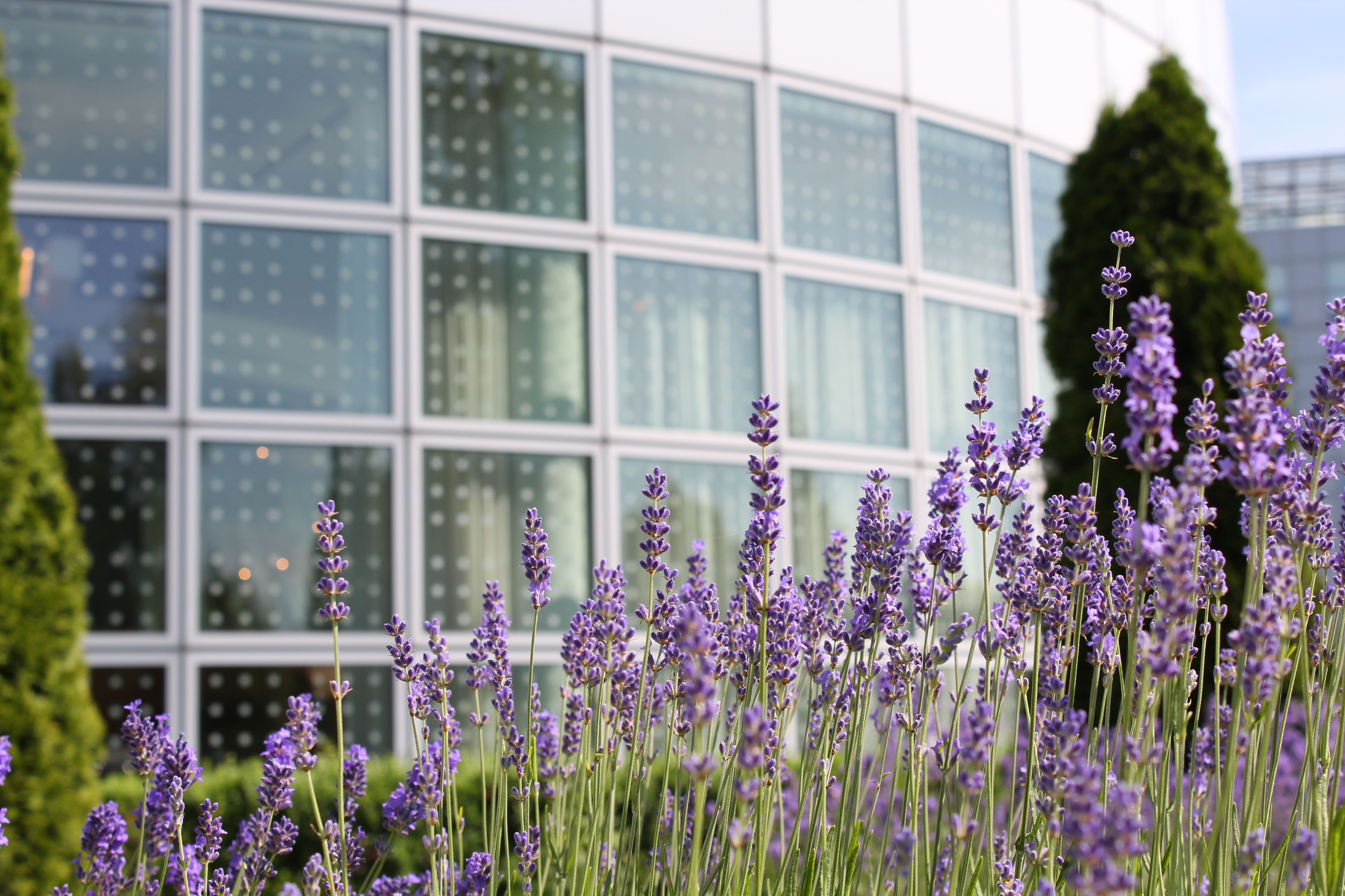 A modern building with large windows and a garden with lavender plants in front.