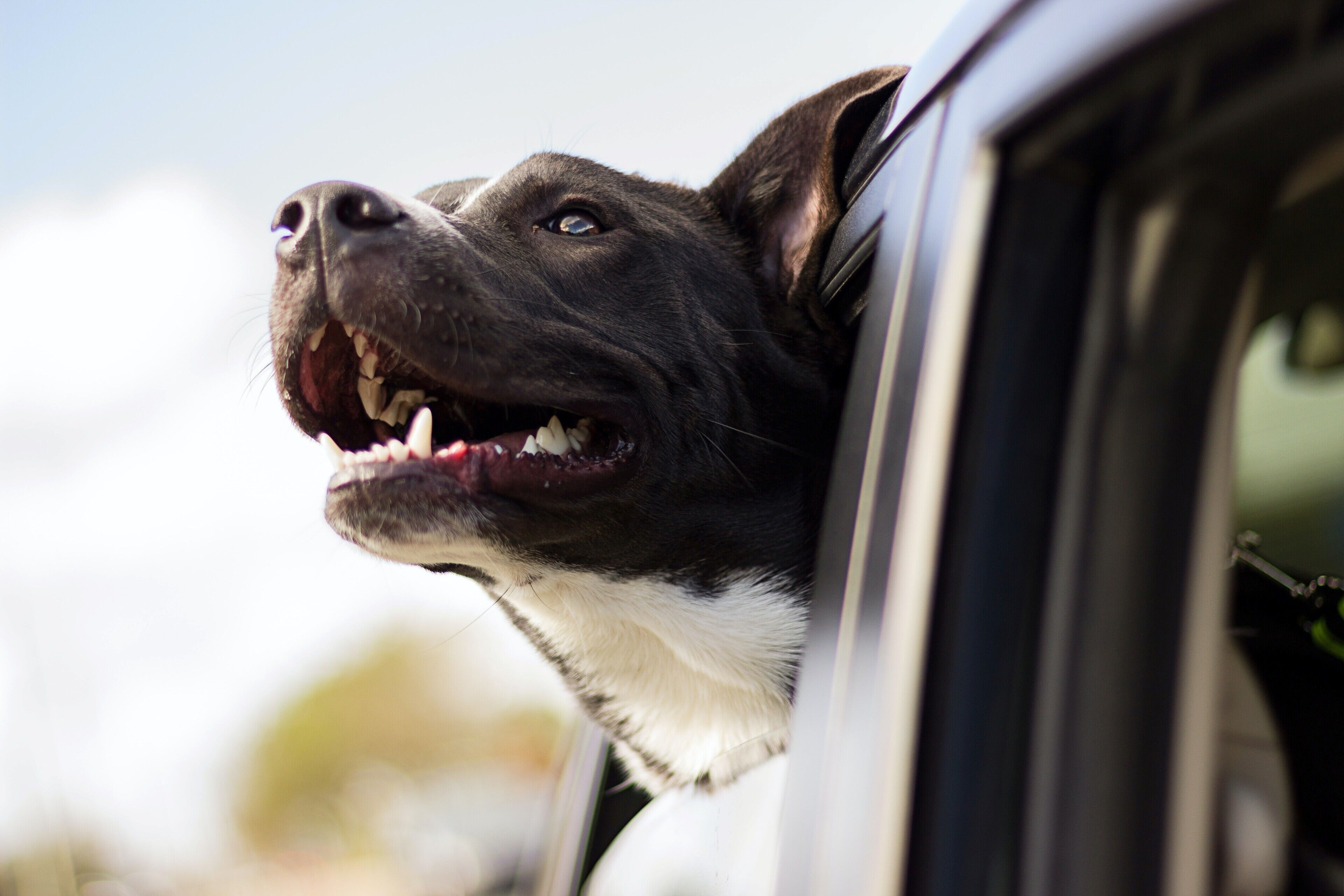 A dog sticking its head out of a car window.