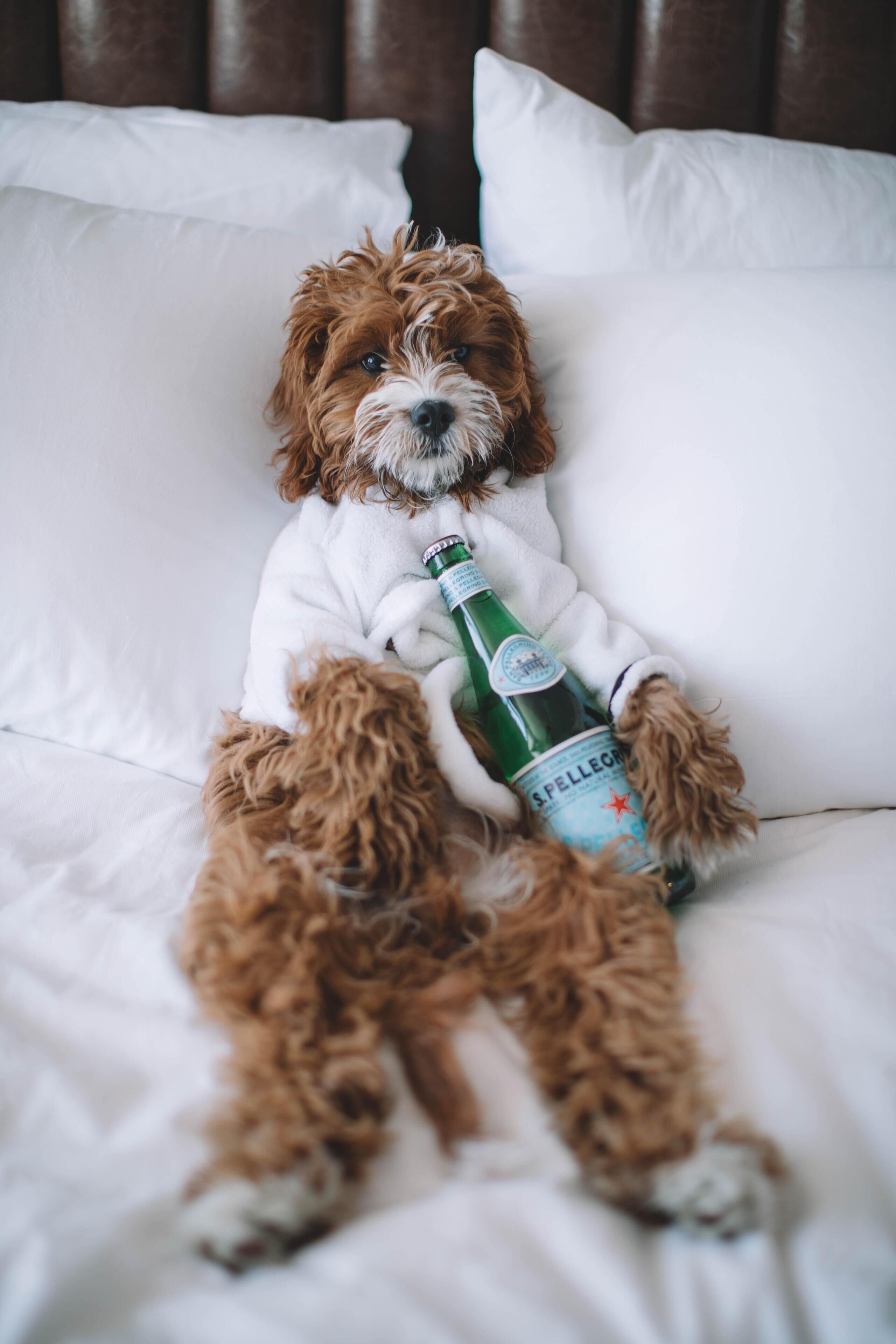 A dog sitting on a bed with a bottle of champagne.
