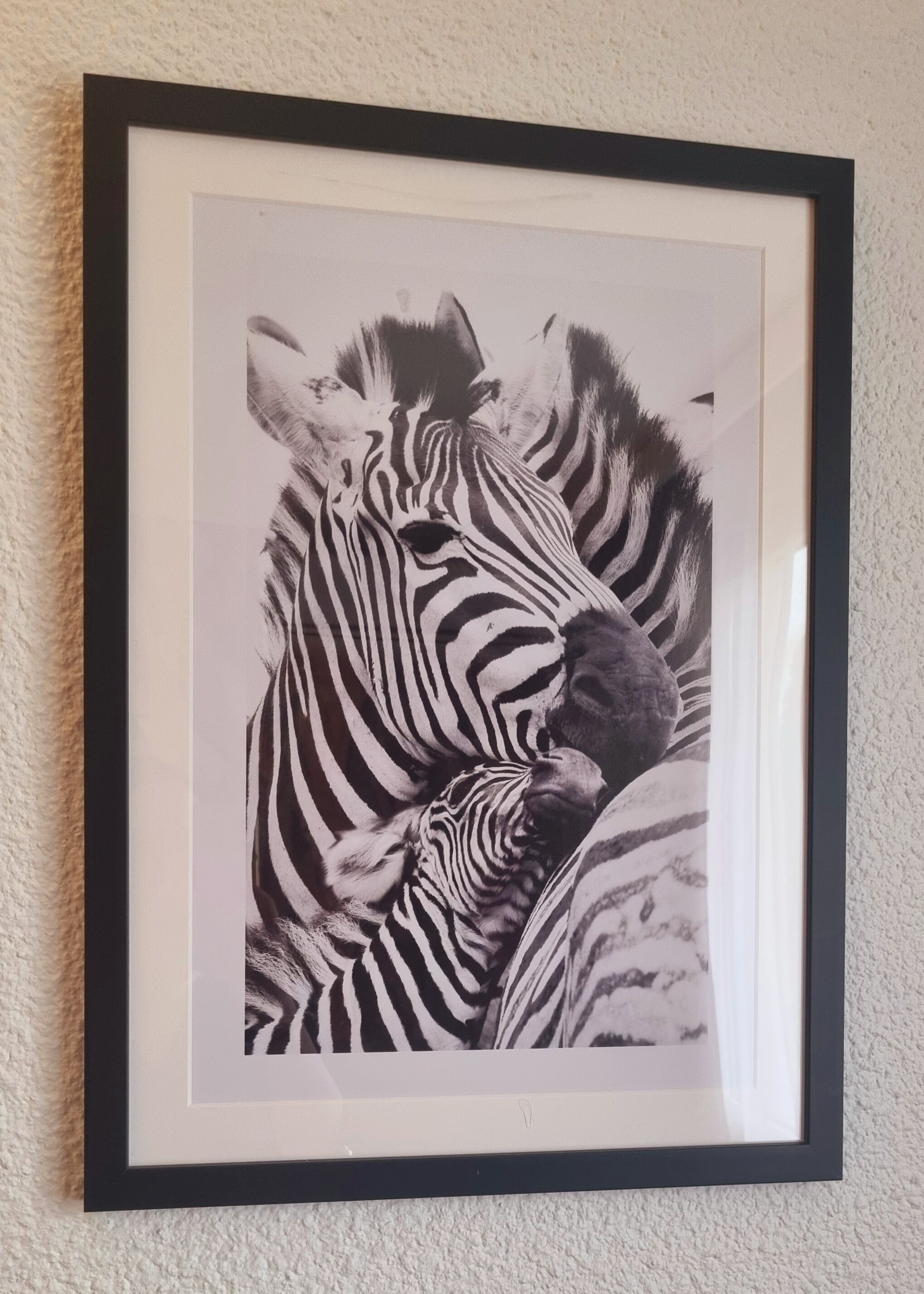 Fotografía en blanco y negro enmarcada de una cebra.