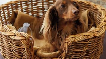Una cama de mimbre para perro con un perro dentro, sobre una superficie texturizada.