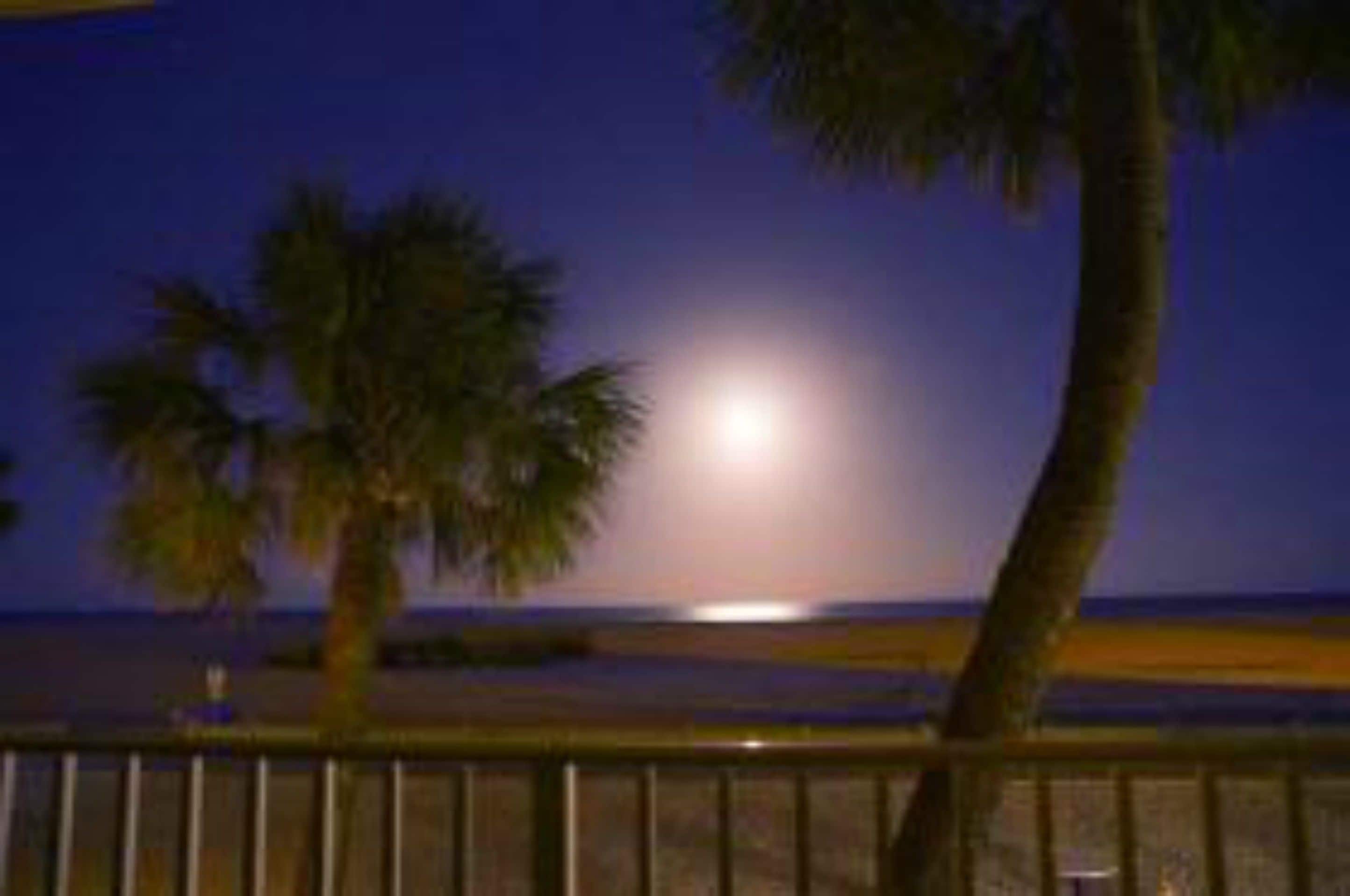 A nighttime beach scene with a visible moon, palm trees, and a railing.