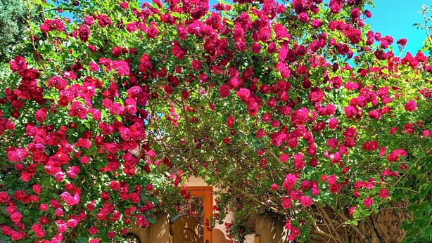 A pathway leading through a garden with a wooden gate and a sign with the number 131. - Inn on the Alameda (Santa Fe)