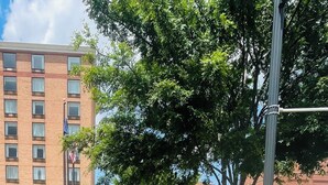 A paved walkway lined with greenery and a mural, leading to a building with multiple windows and a flag. - Lynchburg Grand Essential (Lynchburg)