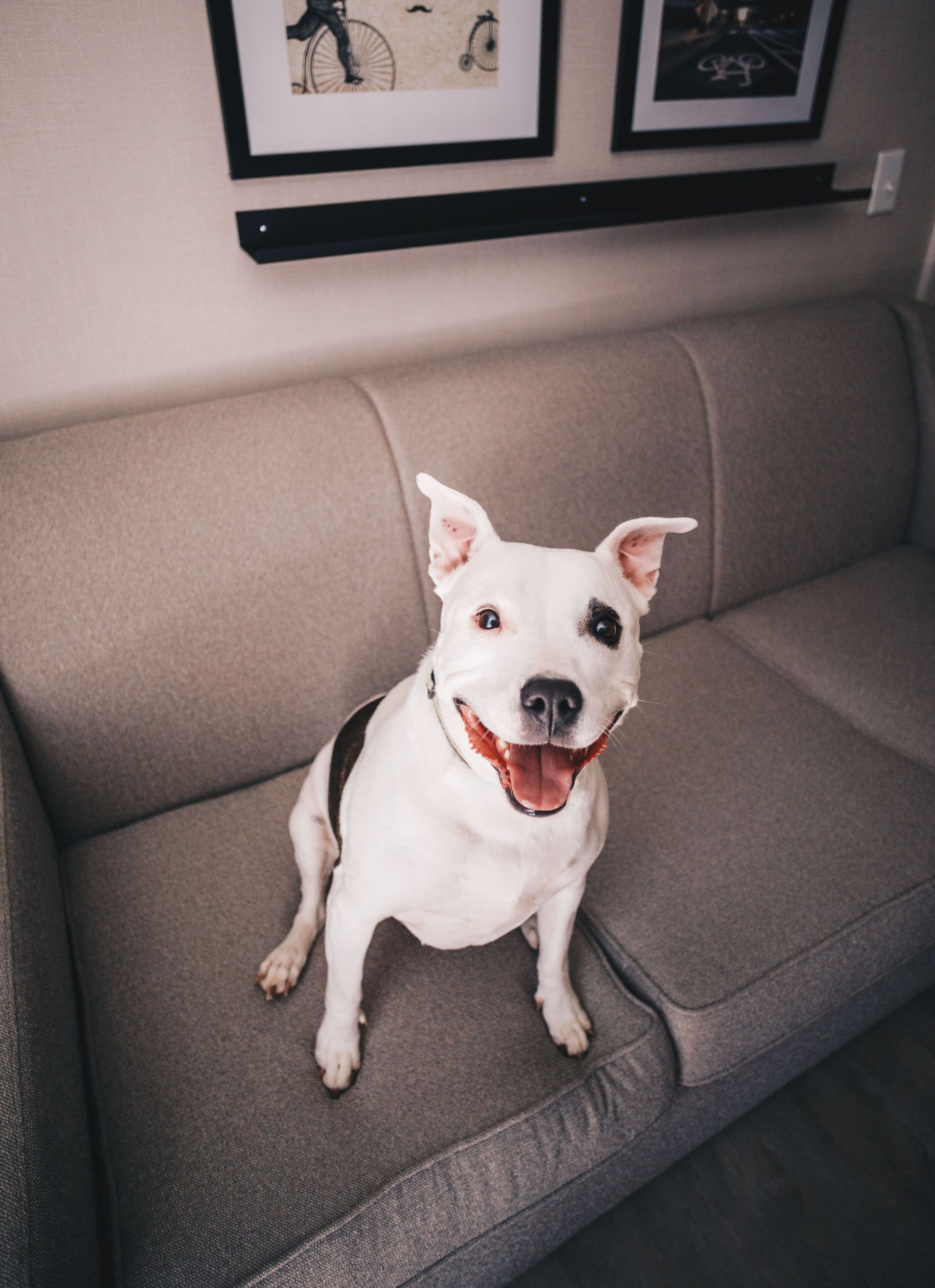 A white dog sitting on a grey sofa with a framed picture above it.