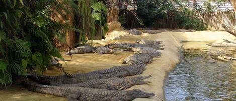 A row of crocodiles resting by a water body in an enclosed area with dense foliage.
