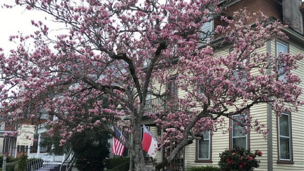A house with a large flowering tree in front. - Meadows Inn Bed & Breakfast (New Bern)