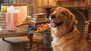 Un chien assis à une table, avec un bouquet de fleurs et un sac cadeau.