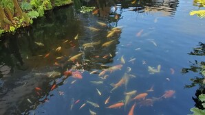 A pond with koi fish surrounded by lush greenery and a building with a balcony.
