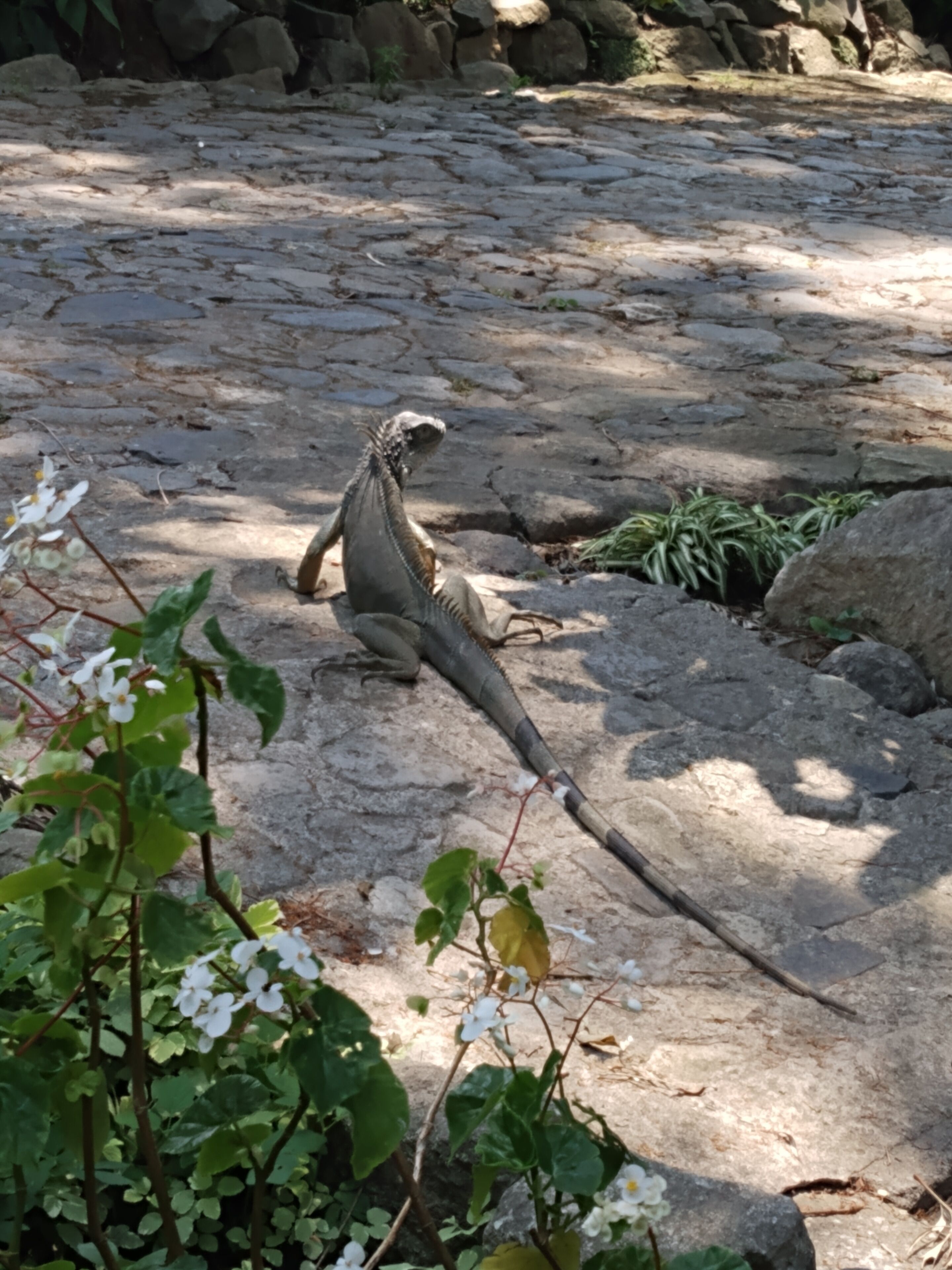 honeymoon suite | garden view