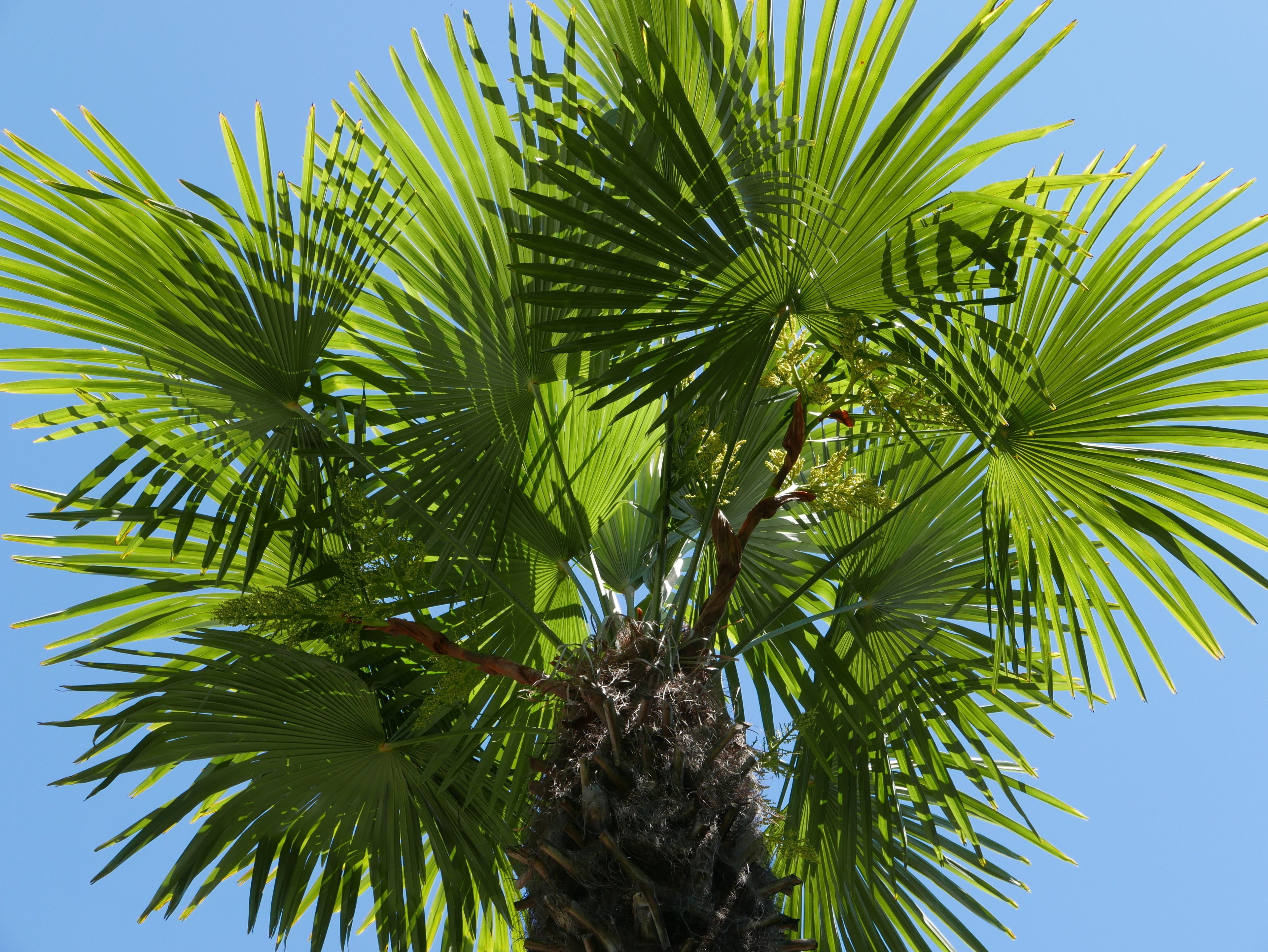 Foto - Continental Parkhotel