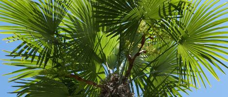 A palm tree with a clear blue sky in the background.