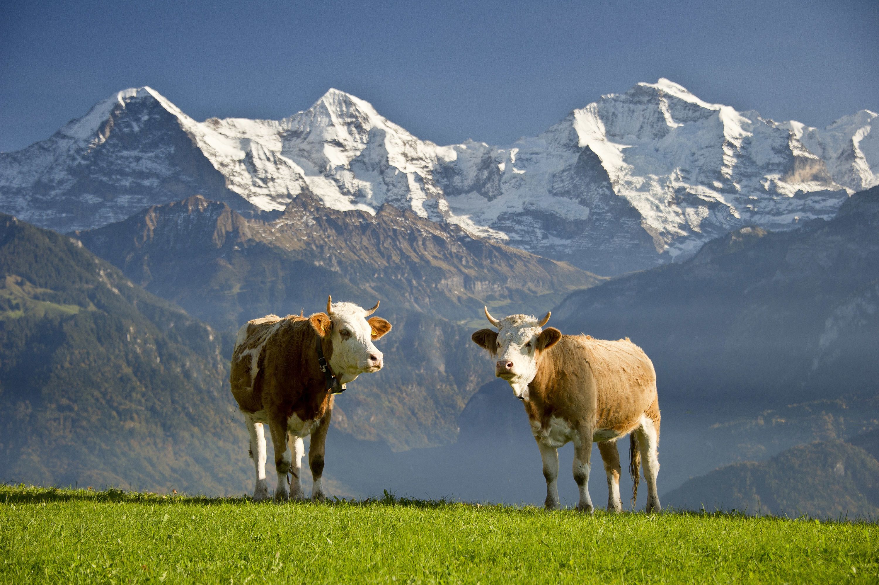 Foto - Hotel Fassbind Beausite