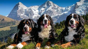 Three Bernese Mountain Dogs sitting on grass with a mountainous landscape in the background.