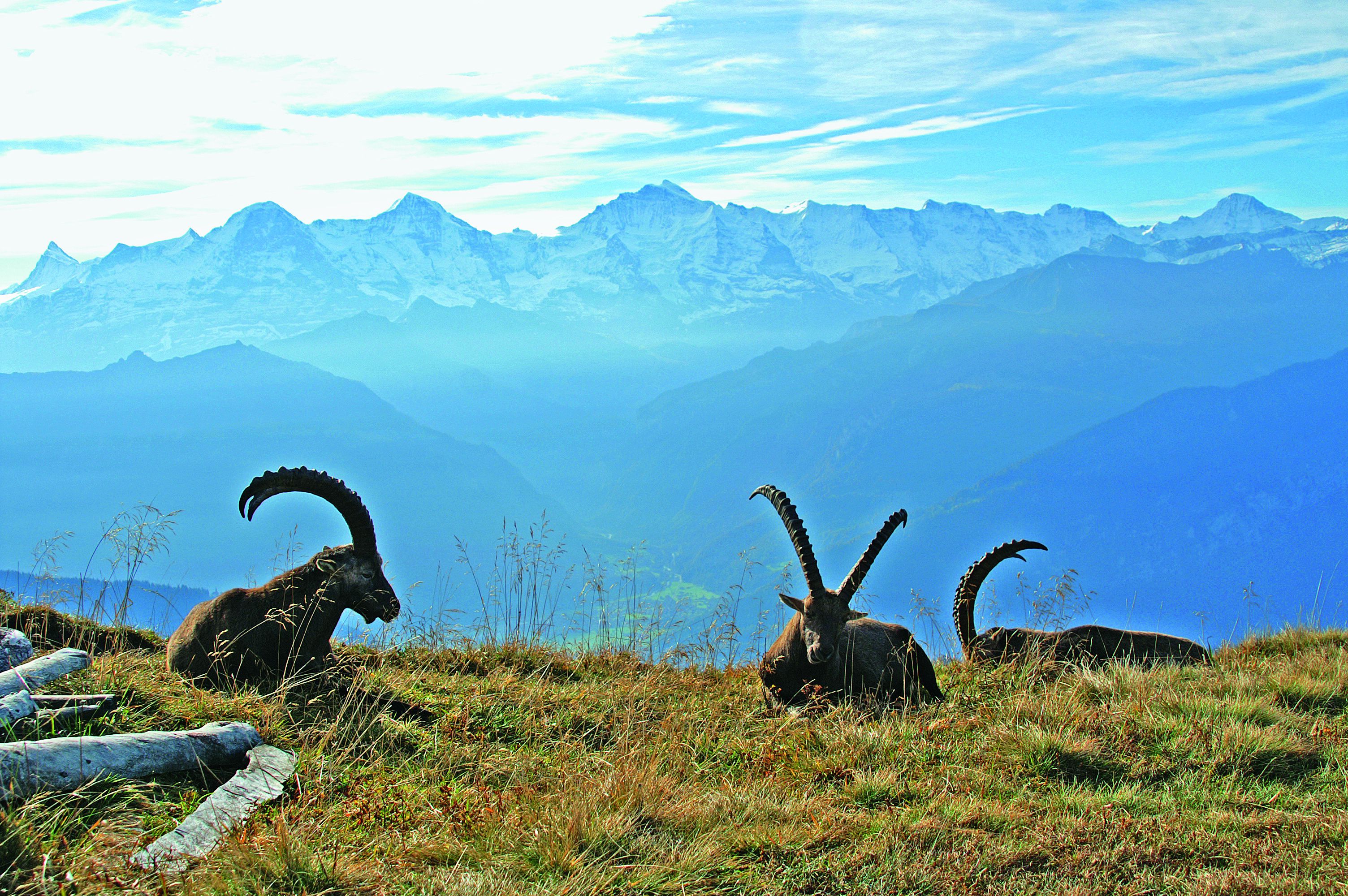 Eine Berglandschaft mit drei Ziegen, die auf einer grasbewachsenen Böschung ruhen.