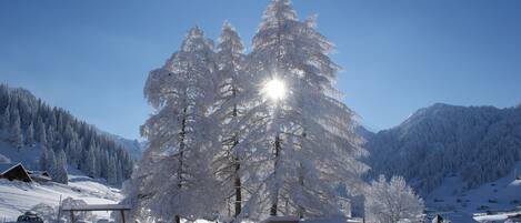Un paysage enneigé avec un grand arbre à feuilles persistantes, une structure en bois et un ciel bleu dégagé.