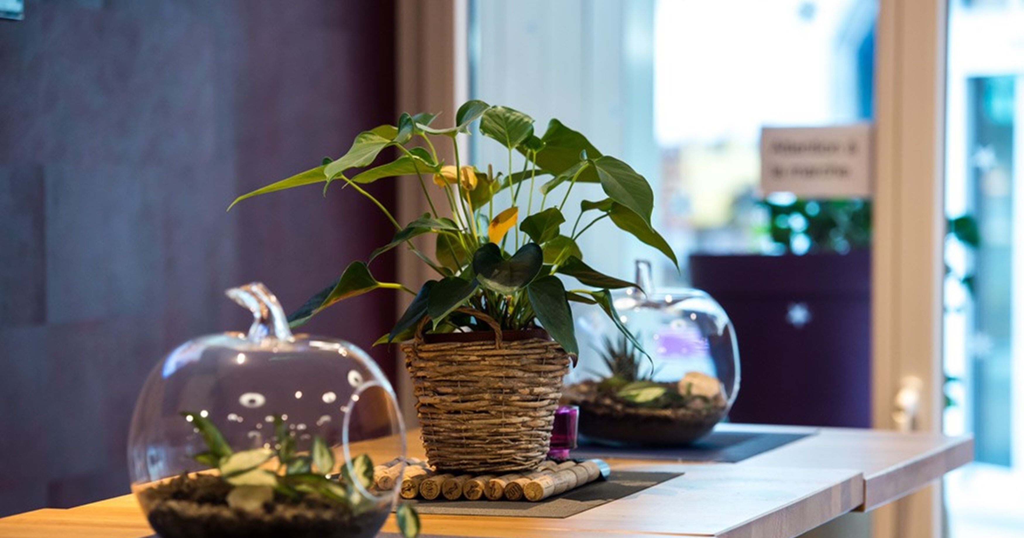 Un área de recepción con mostrador de madera, una maceta de mimbre y un terrario de vidrio.