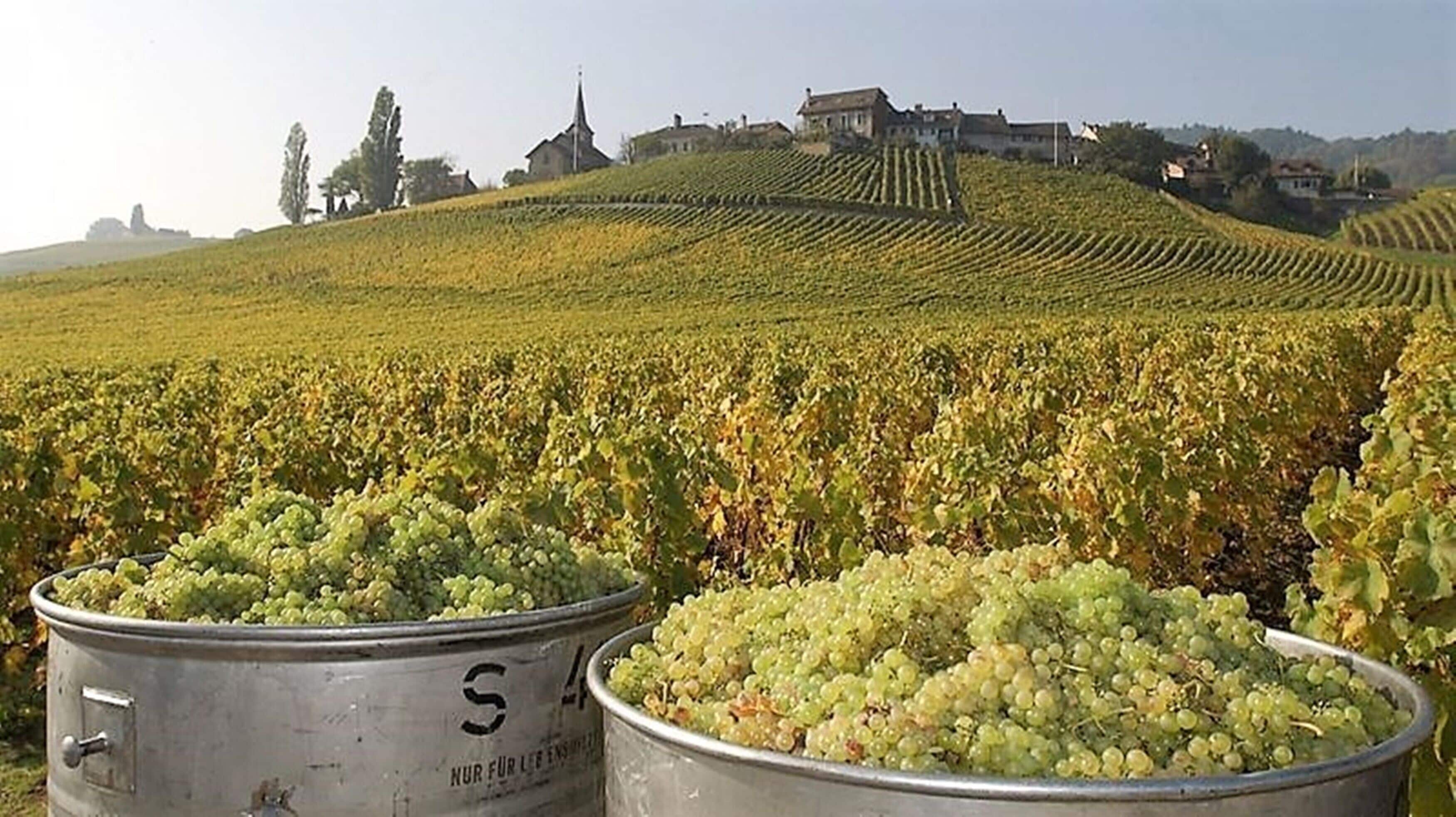 Un vignoble avec des rangées de vignes et deux grands conteneurs métalliques remplis de raisins.