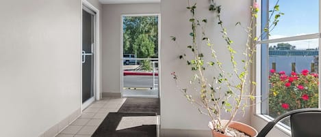 A hotel corridor with a potted plant, a black chair, and a view of the outside through a large window.