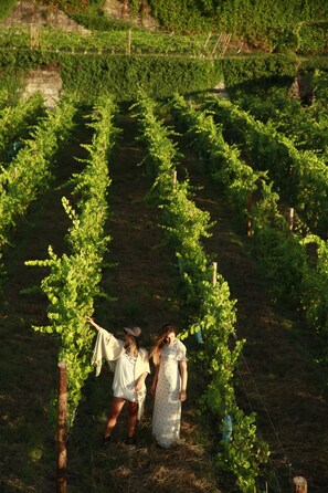 Vineyard