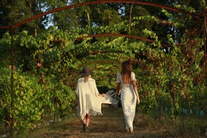 Vineyard