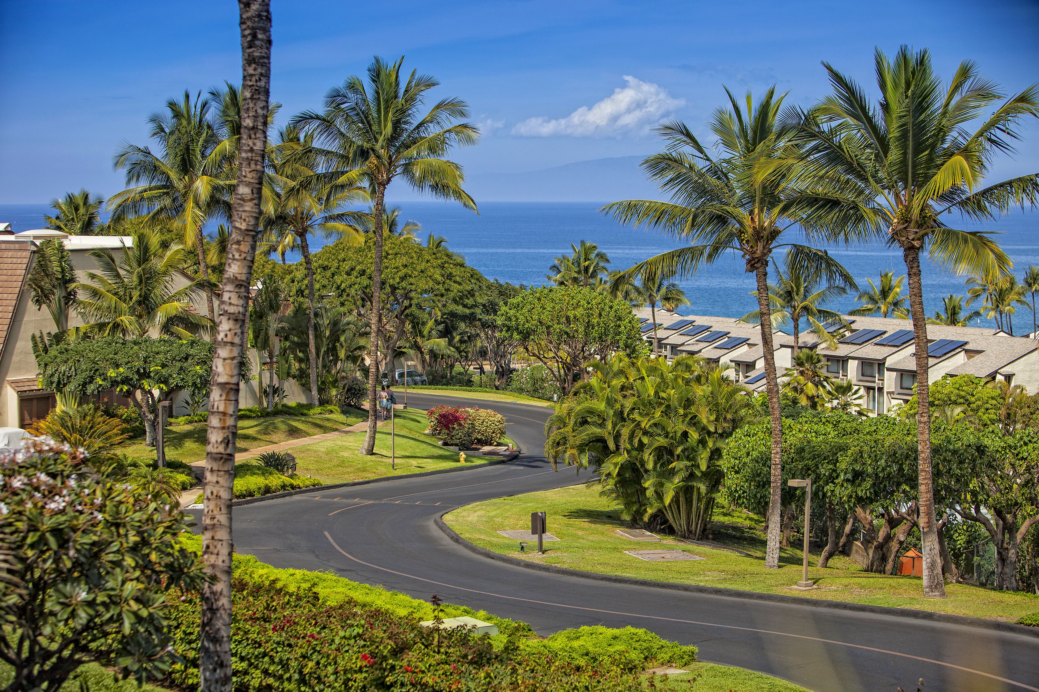 A residential area with a curved road, palm trees, and a view of the ocean.