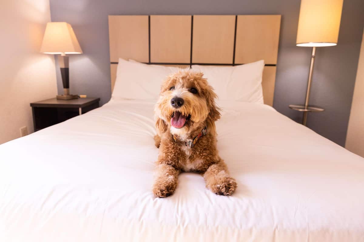 Ein Hund sitzt auf einem Bett mit Kopfteil und zwei Nachttischlampen.