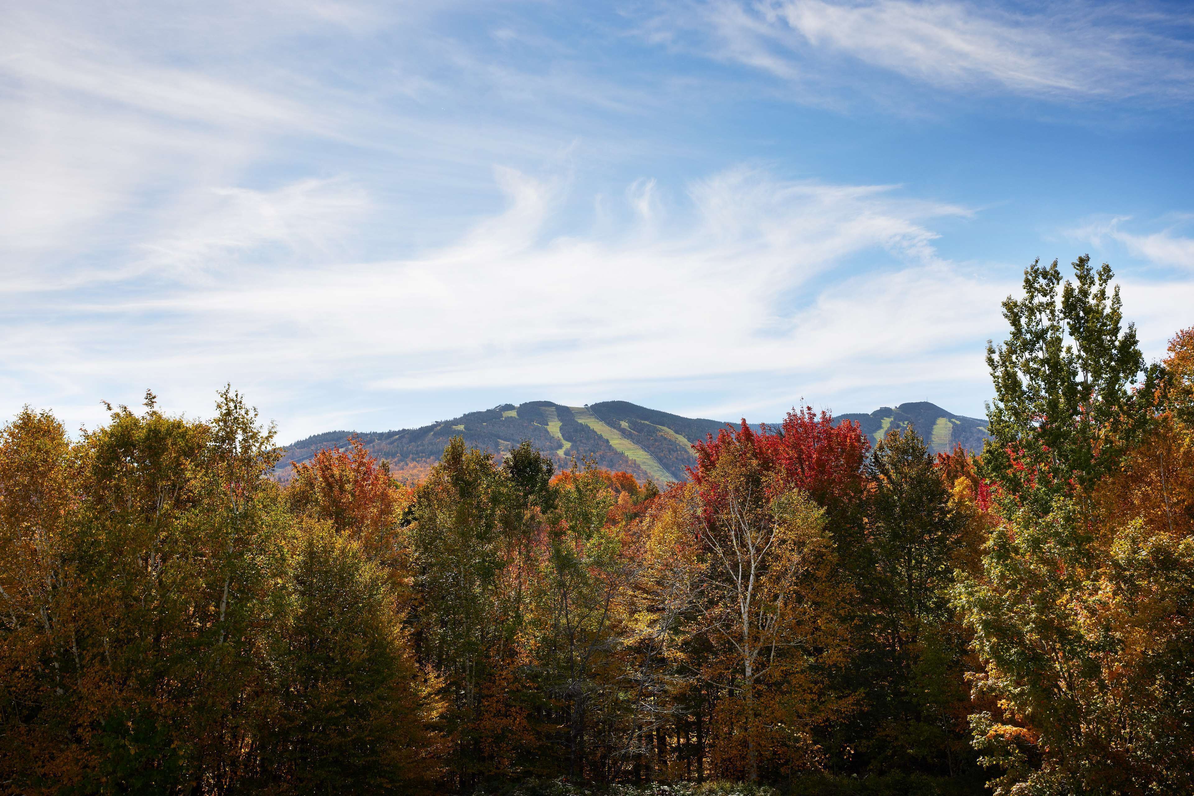 A forest with autumn foliage and a mountain range in the background.