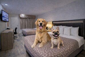Pet-friendly amenities
