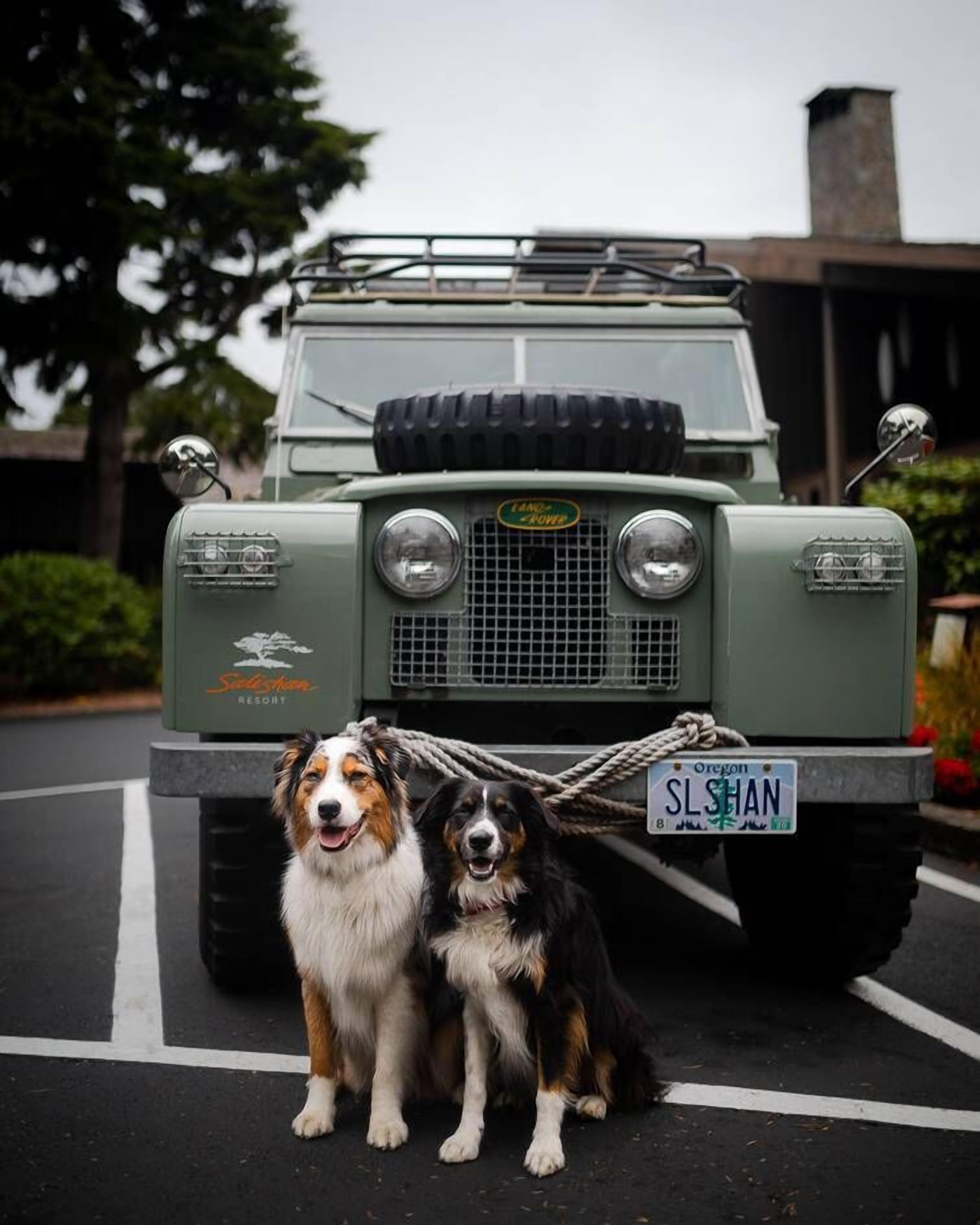 Un vehículo verde con una placa de matrícula y dos perros adelante.