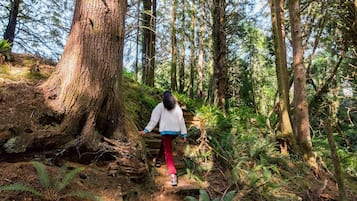 Una persona caminando sobre una escalera de madera rodeada de un bosque frondoso.