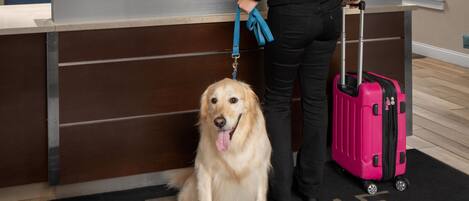 A reception desk with a dog sitting in front of it.