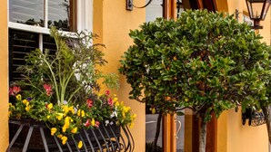 A building with a yellow facade, a window with blinds, a door with a handle, and a potted tree in the foreground. - Andrew Pinckney Inn (Charleston)