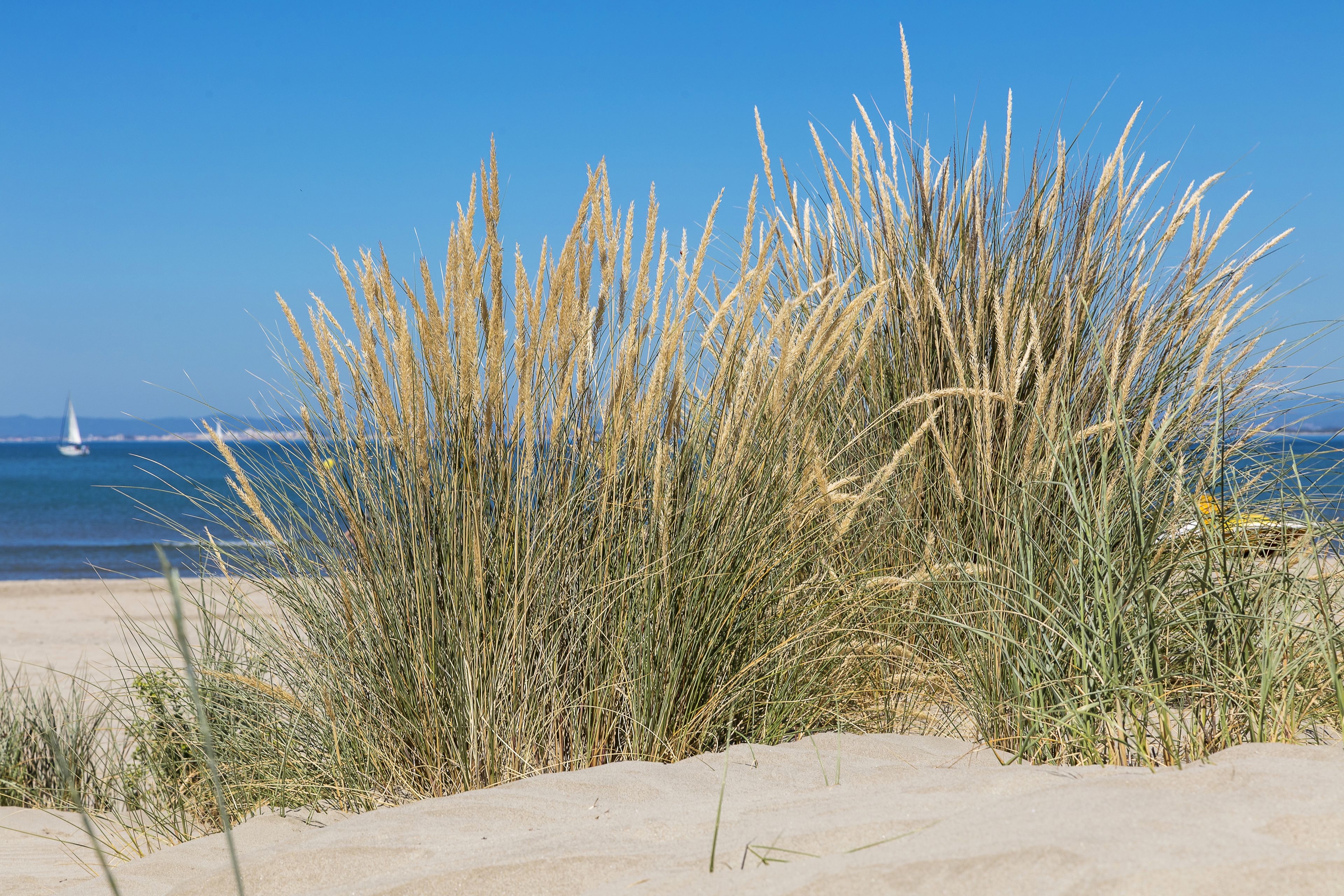 Une plage avec des dunes de sable et de hautes herbes.
