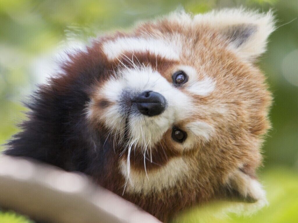 Photo - Hotel Krystal