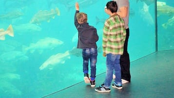 Acuario con una gran pared de cristal que exhibe diversos peces.
