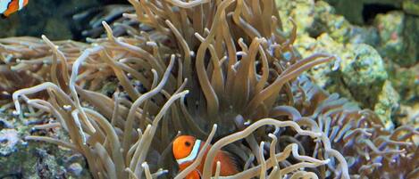 A close-up of an anemone with a clownfish.