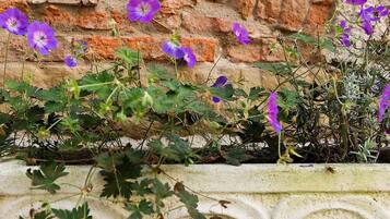 Um jardim com flores roxas e um muro de tijolos ao fundo.