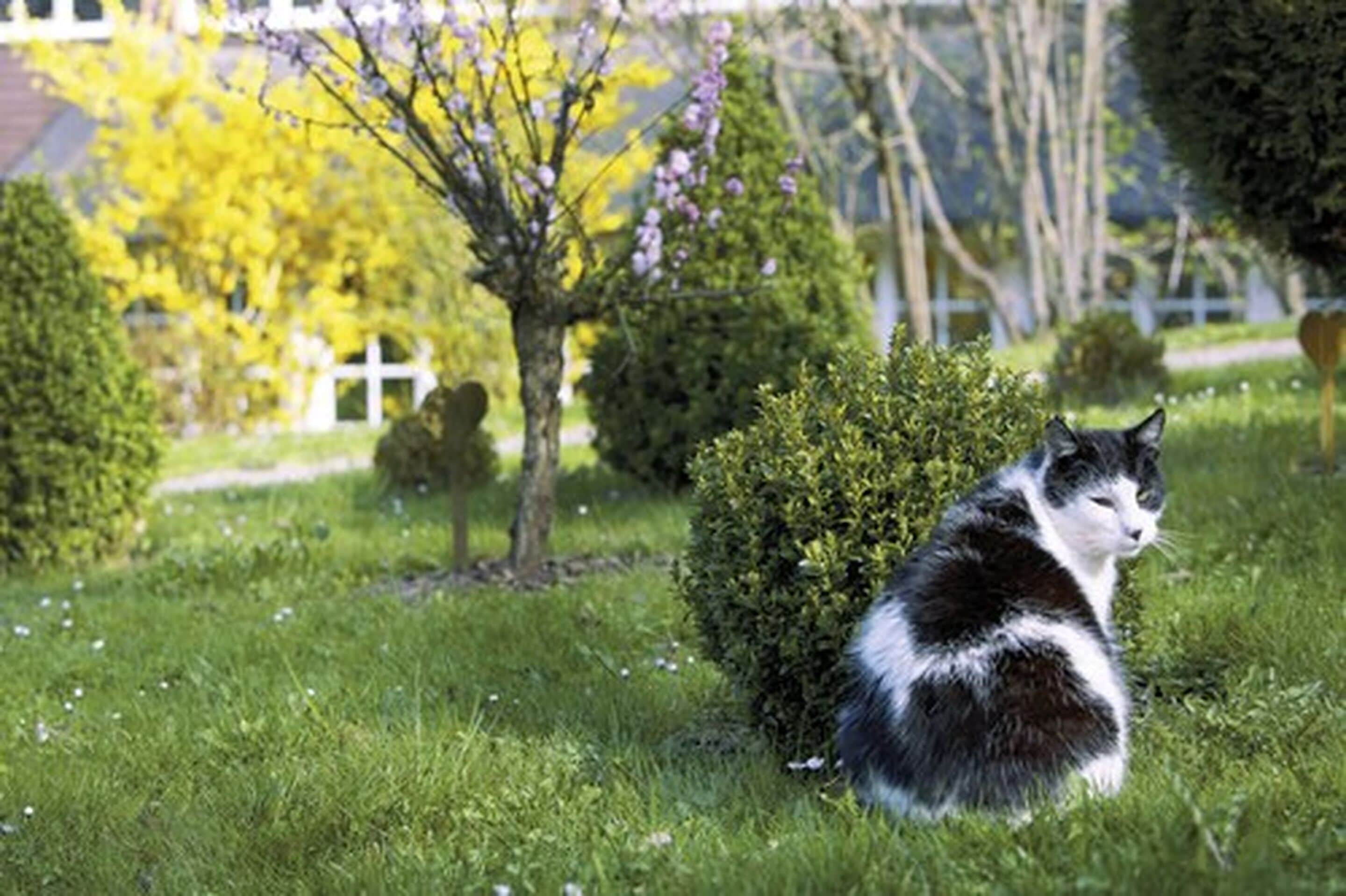 Un gato blanco y negro sentado sobre la hierba en un jardín con árboles y una cerca blanca al fondo.