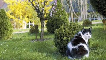 Un gato blanco y negro sentado sobre la hierba en un jardín con árboles y una cerca blanca al fondo.